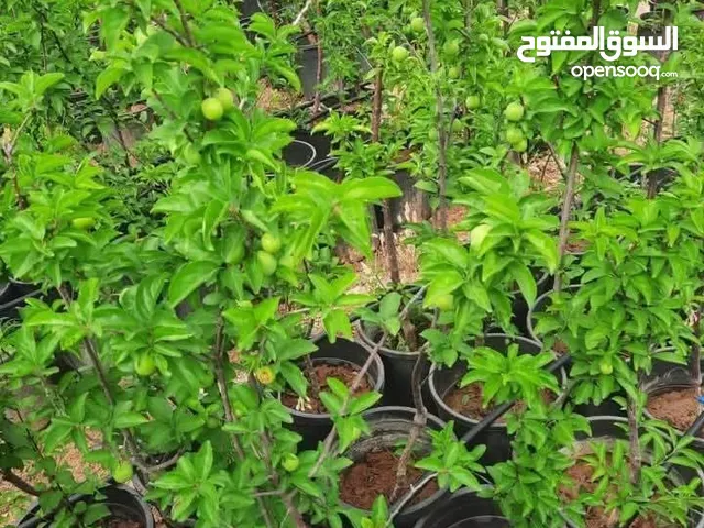 مشاتل السهل الاخضر الزراعيه تنسيق حدائق ومزارع