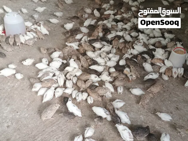 سمان لون الابيض العادي
