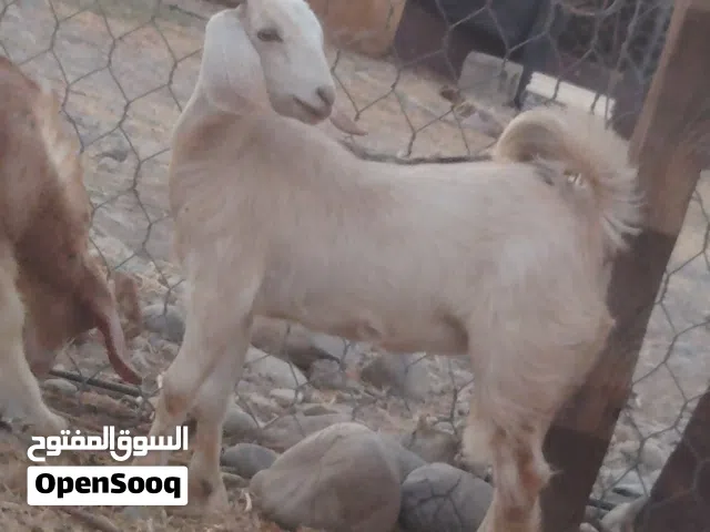 سخلات وكبش جدايه صلالية