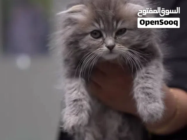 قطط تربيه منزليه جميع الأنواع ..مع جميع المطاعيم..وجواز السفر ومايكروشيب..ومتوفر جراء منزليه