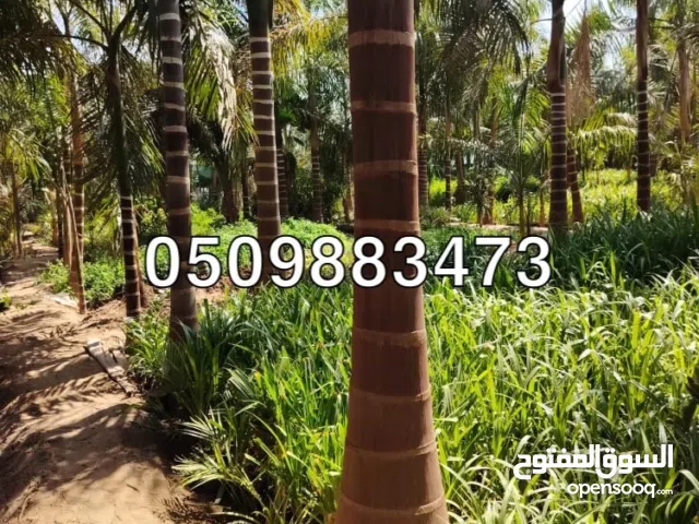 نخيل ملوكي نخيل واشنطني