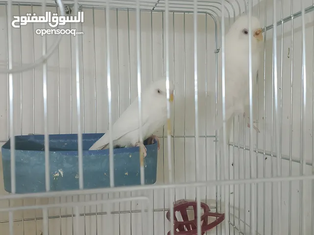 جوز حب ابيض البينو
