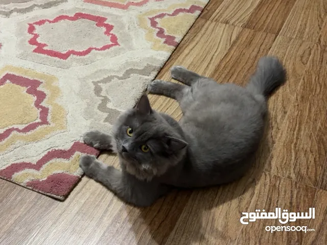 للتبني قط من عمر إلى سنتين
