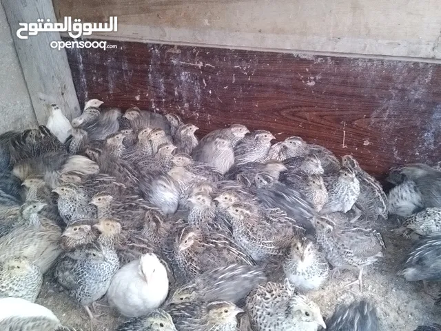 متوفر فري سمان للبيع كل اسبوع دفعه