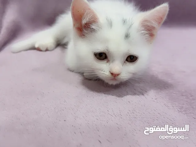 قطتين ذكر ابيض وانثى مكس شيرازي بريتش