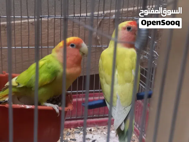 كوبيا بركاديلو ربي يبارك للبيع