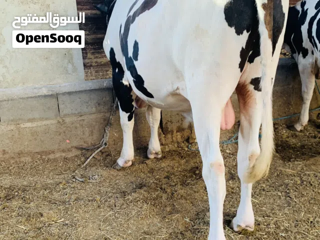 عجل خشن وسمين معلوف براسه سعره 3,350 الف مكاني بصره شط ألعرب الكباسي