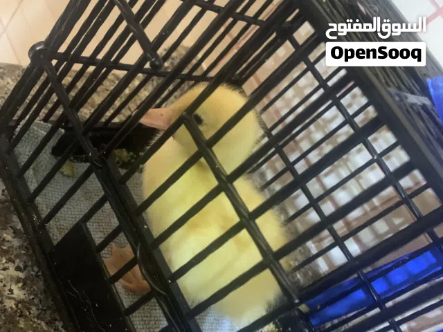بط عمر ثمن ايام