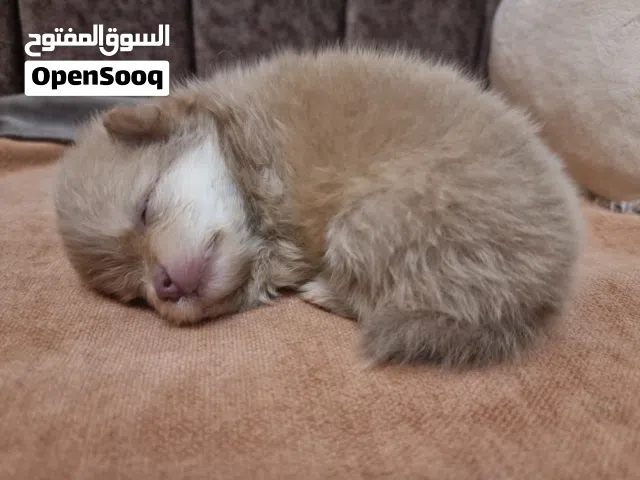 جرو بوميرانيان ذكر Pomeranian puppy male