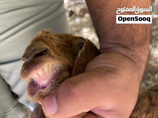 صخله مفطومه اكل وشرب تمام التمام