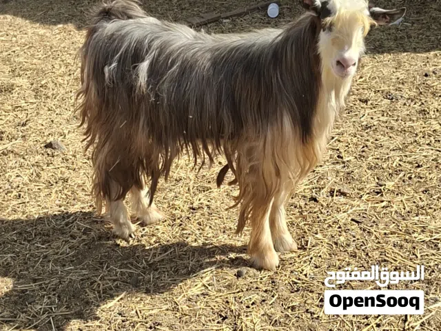 جدي حولي مخصاي العمر سنتين