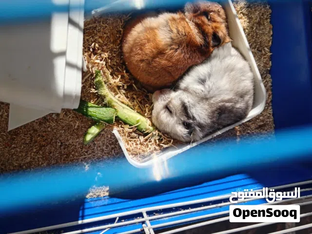 هامستر للبيع