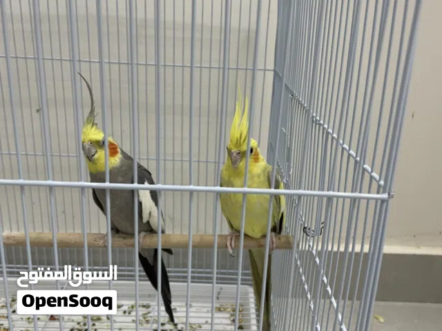 زوج بغبغاء كوكتيل تغرد اكثر عن لحن على وشك التبيض