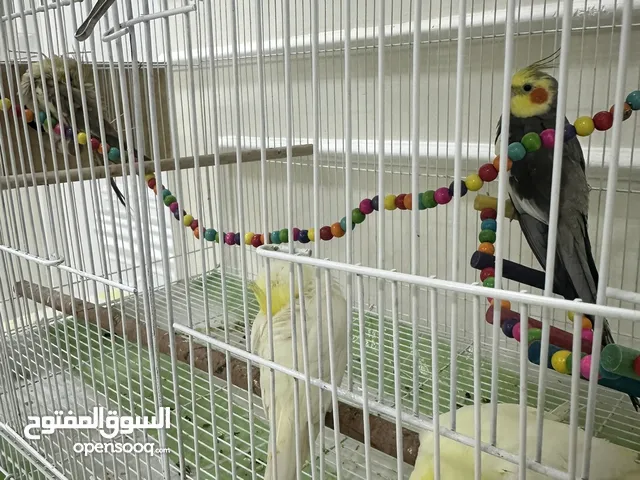 طيور كوكتيل 4 ازواج