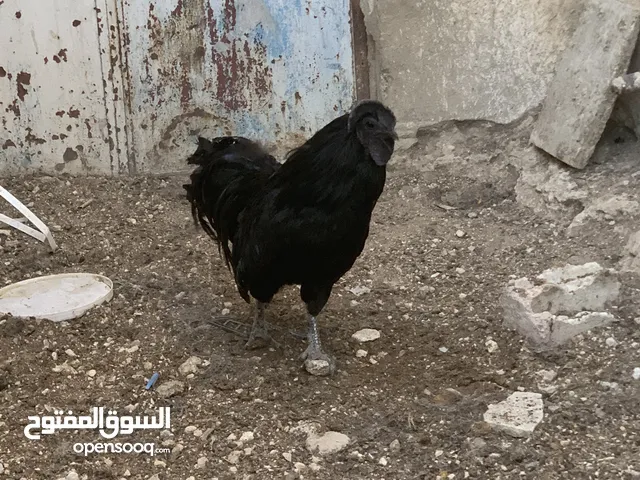 ديوك لمبرجيني و صيصان صحة و نظافة بلدي للبيع