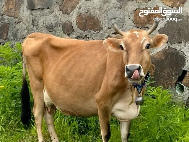 بقرا صفر للبيع