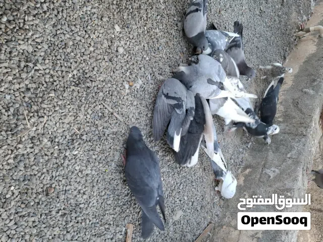 حمام بصحة ممتازه للبيع