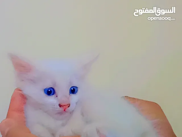 قط بندوق شيرازي للبيع 15 دينار