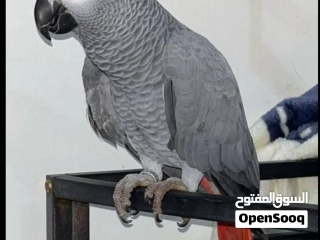 مفقود كاسكو في مبارك الكبير
