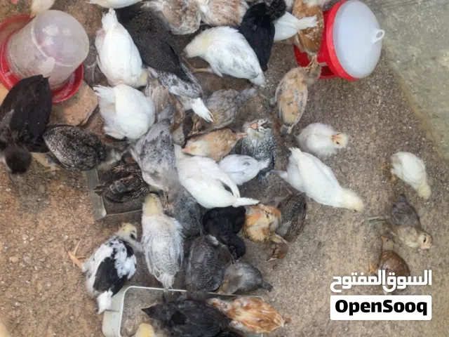 فلاليس بي عمر 2شهرين