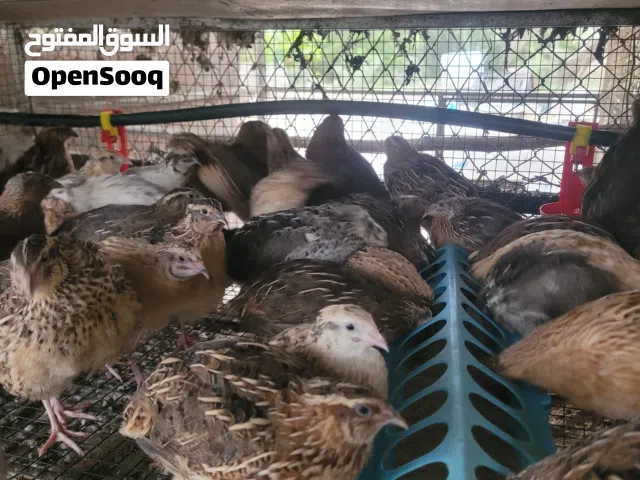 بيع سمان صيني وسمان العادي  واليمام الماسي ودجاج فرنسي كل الطيور محليه لايتوفر توصيل