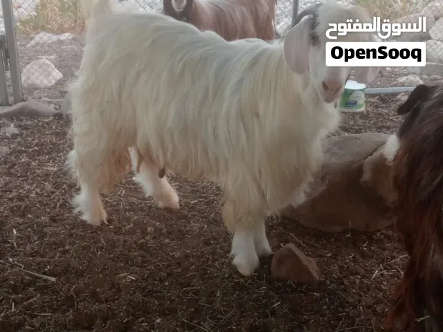 أغنام للبيع