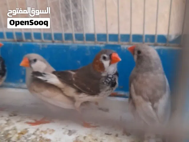 3جواز جنه للبيع ما اعرف نوعهم الجوز على5