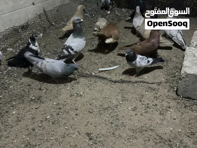 حمام مشكل فيهم شامي بغدادي باكستاني