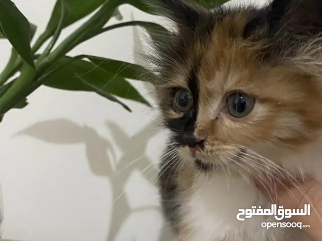 قطة صغيره للتبني