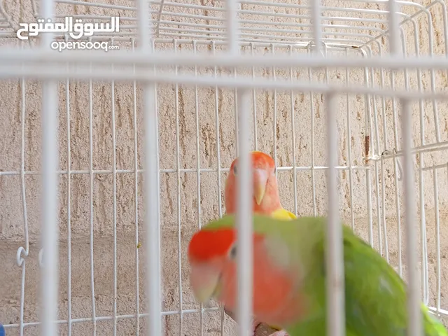 عصافير بركدلوا السعر 250 ،
