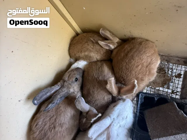 أرانب للبيع