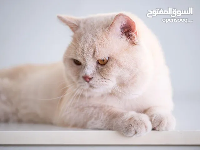 Breeders Opportunity *فرصة لمربي القطط*British shorthair Classic Fawn Pearl