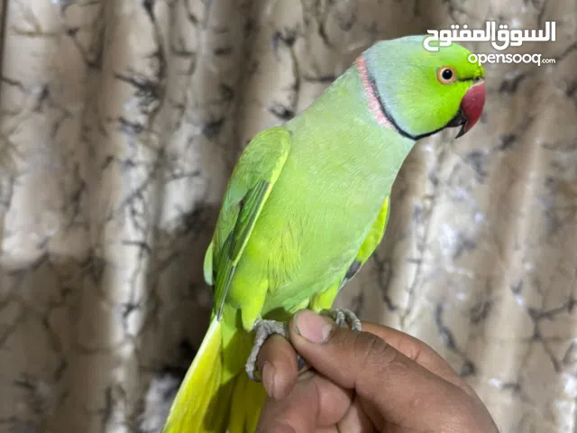 ببغاء دره الصف للبيع