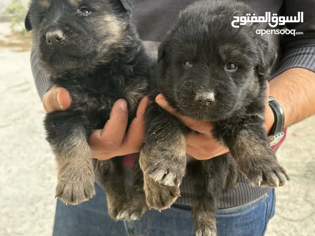 جراوي جيرمن شيبرد