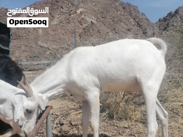 جدايه صوماليات للبيع