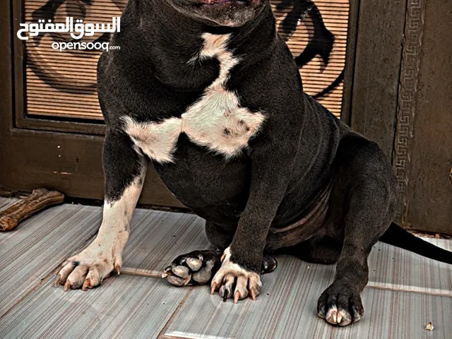 بولدوج للبيع !