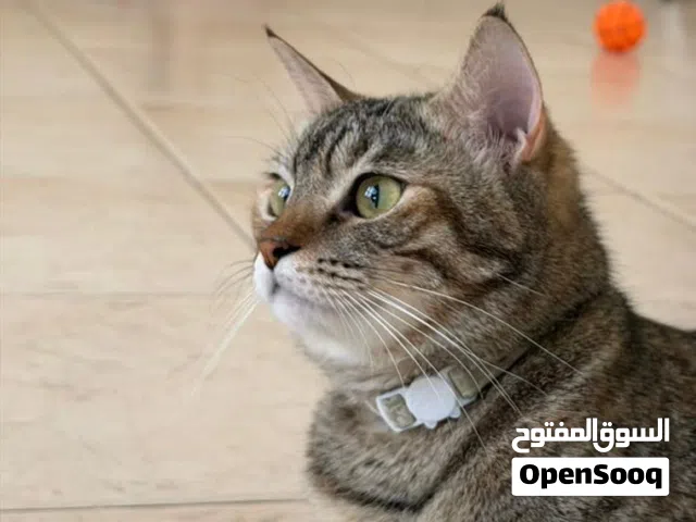 للتبني قطة أليفة
