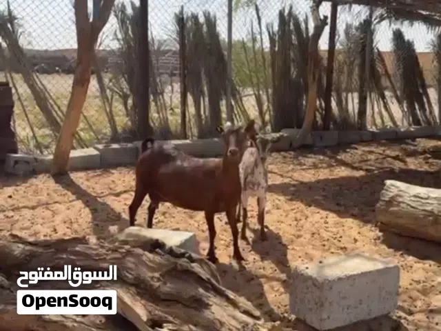 عنز تحتها صخله