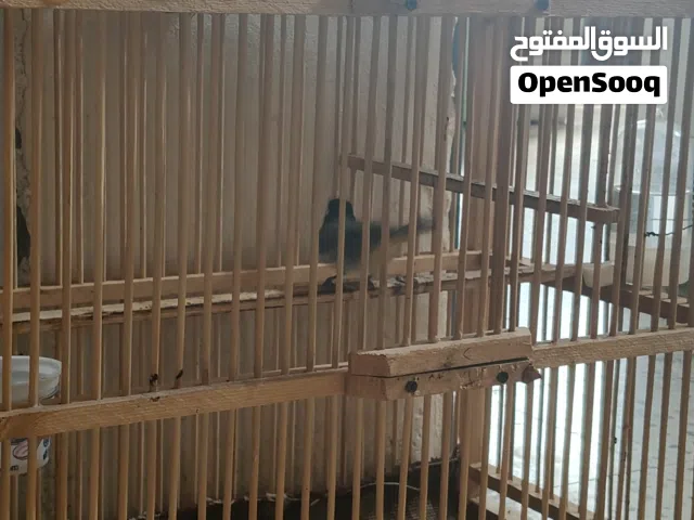 سلام عليكم شباب بلبل للبيع الوصف مهم