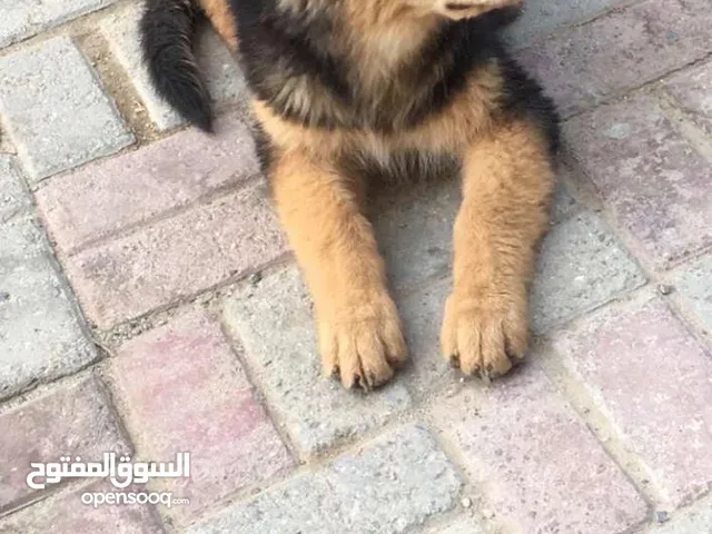 كلب جيرمن للبيع عمره 7 اشهر