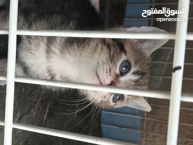 متوفر قطط **