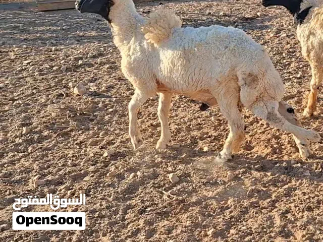 حولي برقاوي فحل