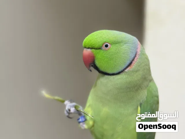 Indian ring neck green parrot hand tamed