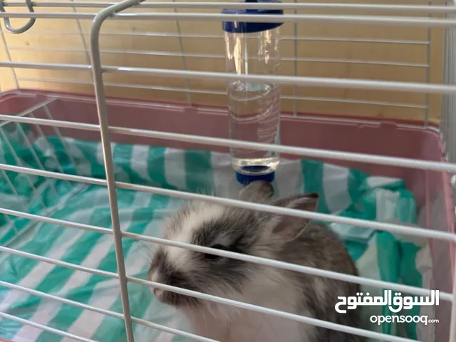 للبيع ارنب من فصيلة Rhinelander