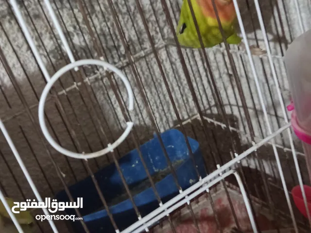 جوز روز شغالات