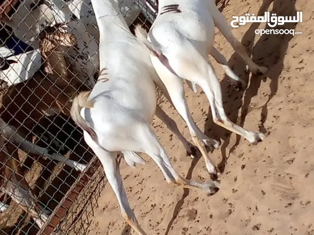 shumali, شمالی goats for sale and other breeds as well.