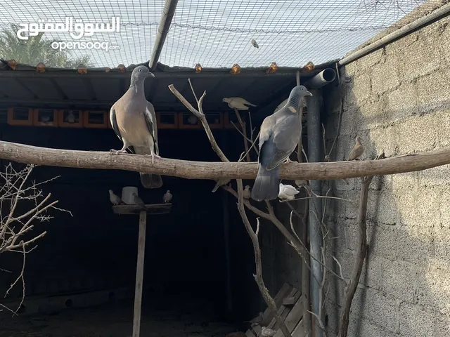 غفغاف لبيع