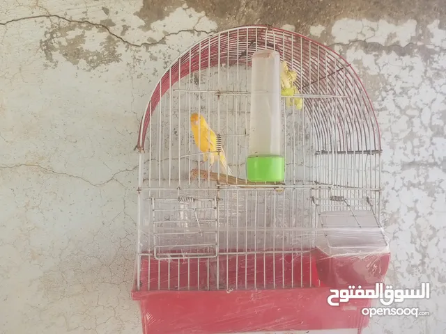 خمس فحول كنار للبيع بدون قفاص