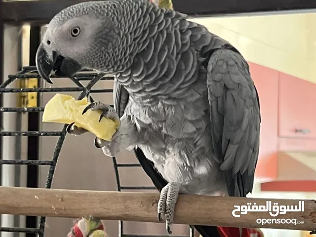 كاسكو 850 دولار
