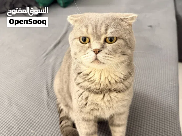 Male Scottish Fold Gray Cat (passport available)